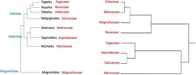 What Determines Host Range and Reproductive Performance of an Invasive <mark class="highlighted">Ambrosia Beetle</mark> Euwallacea fornicatus; Lessons From Israel and California